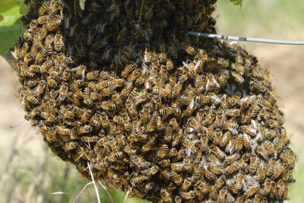 Bienenvolk im Weinberg