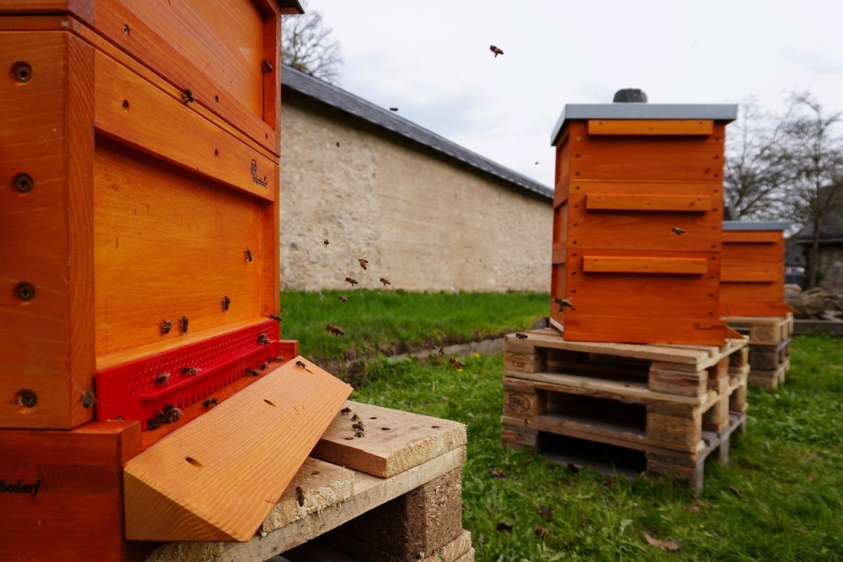 Wooden hives from natural materials were installed